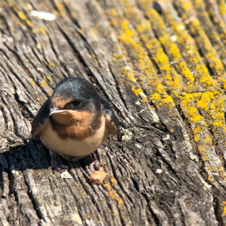 Barn Swallow