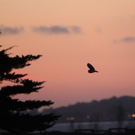 Barn owl