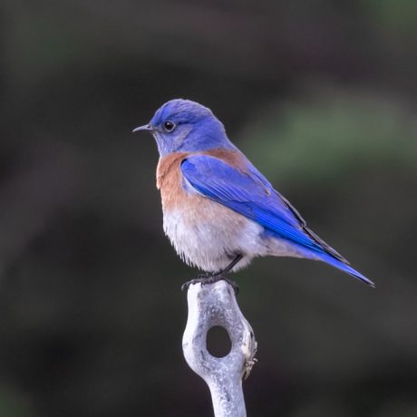 Western Bluebird